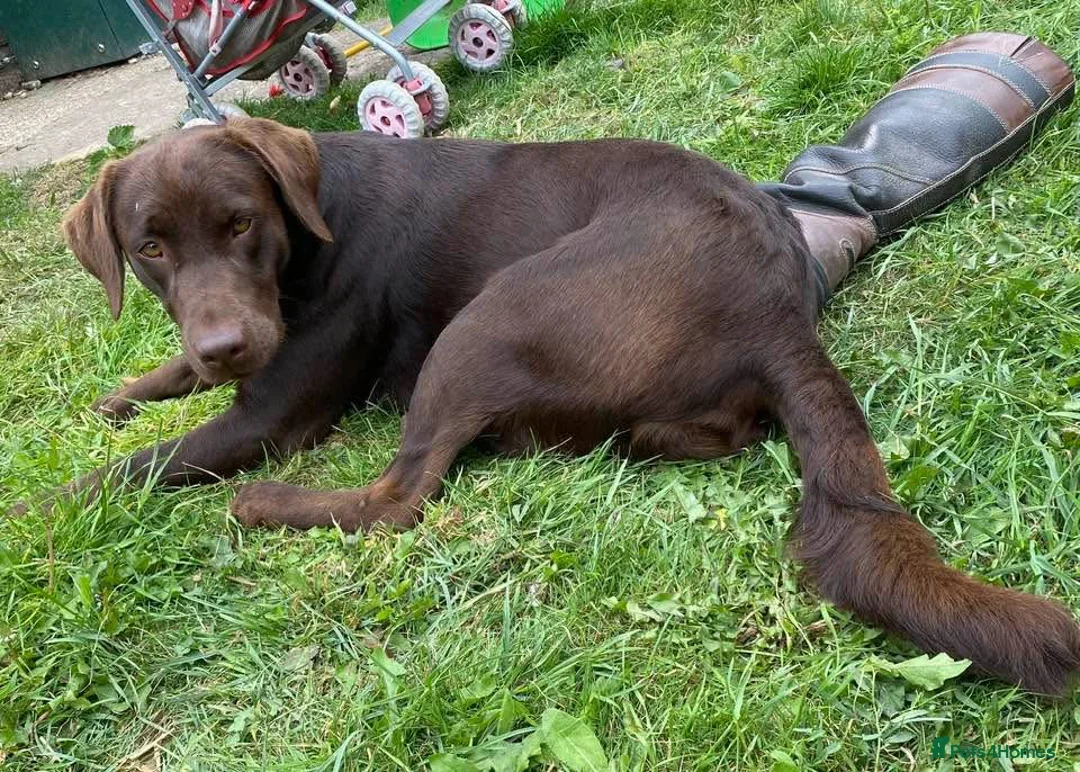 Labrador Retriever dogs for sale: 5 year old chocolate Labrador bitch  - Advert 2