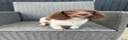 Miniature Dachshund dogs for sale: KC Reg Chocolate Piebald Long Hair Mini Dachshund - Advert 3