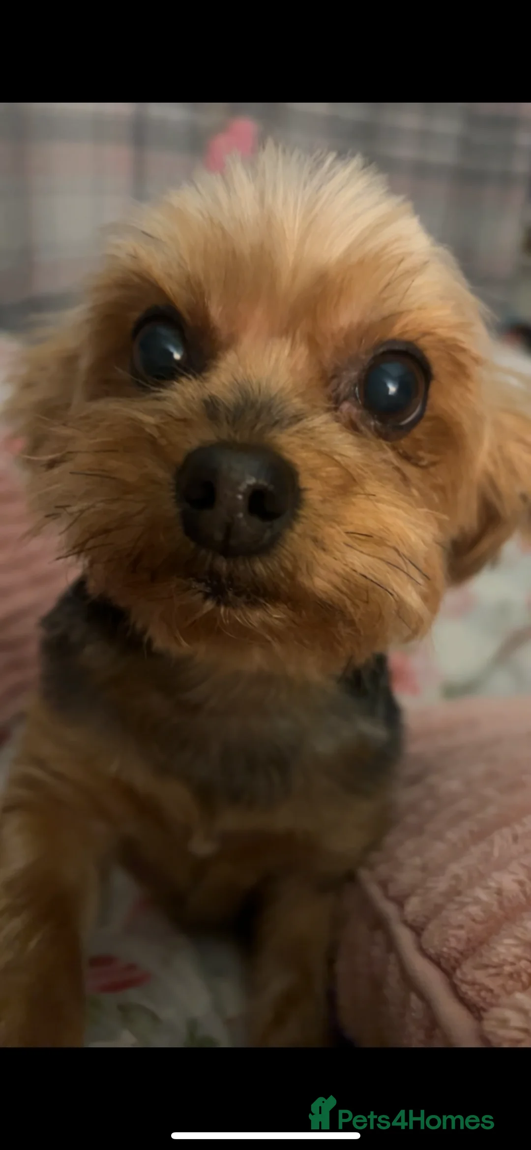 Yorkshire Terrier dogs for sale: Yorkshire Terrier  - Advert 2