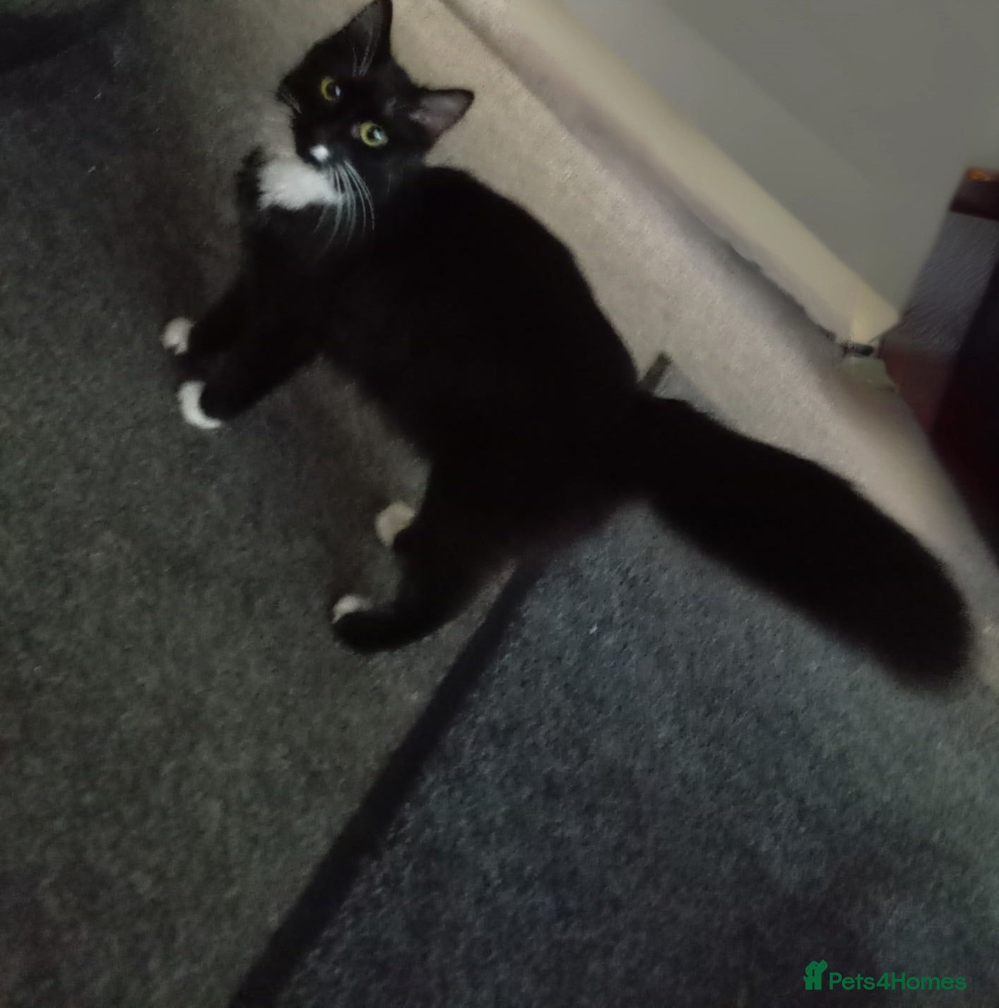 Mixed Breed cats Three Tuxedo kittens - Advert 1