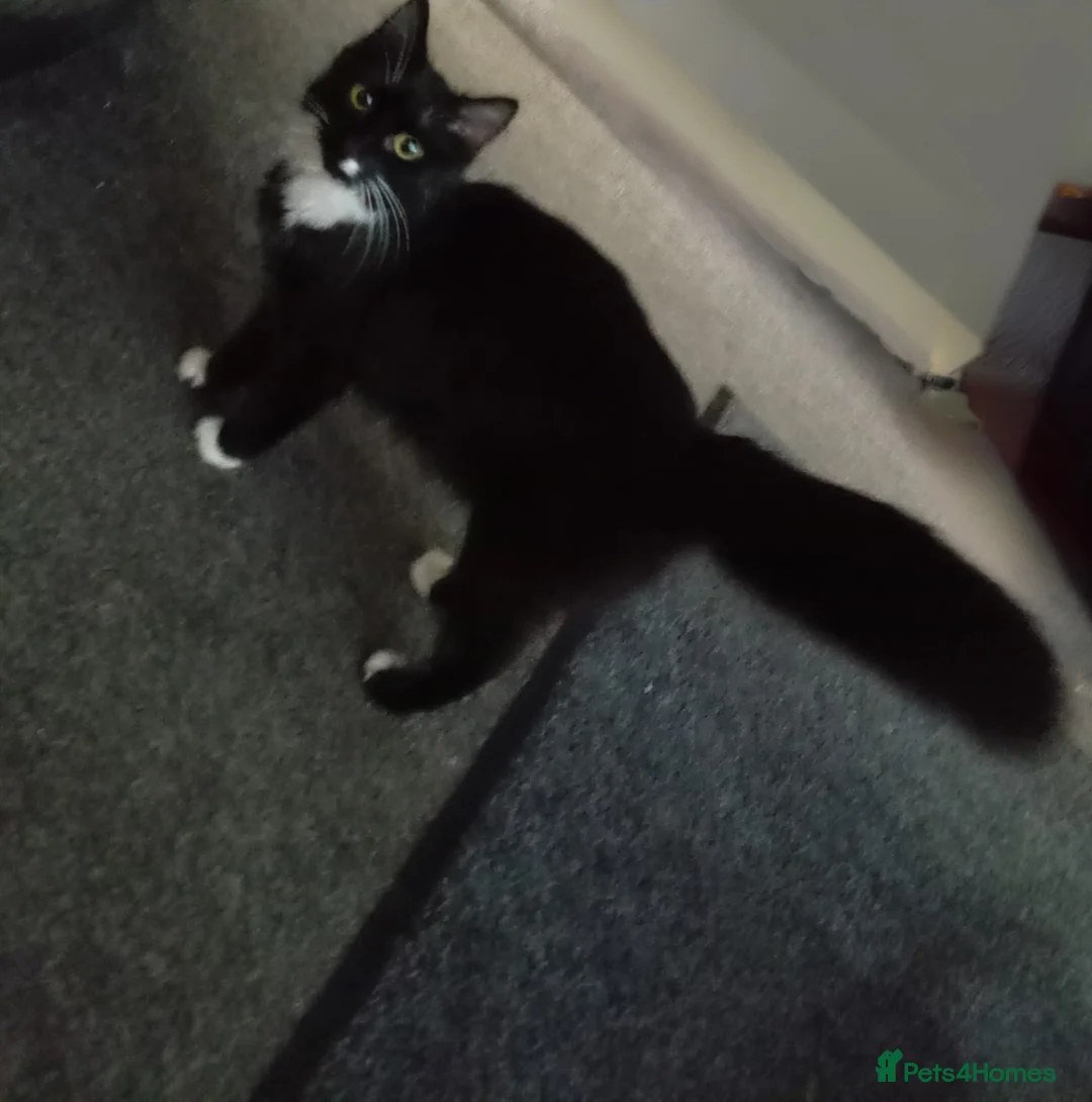 Mixed Breed cats for sale: Three Tuxedo kittens in Manchester - Advert 1