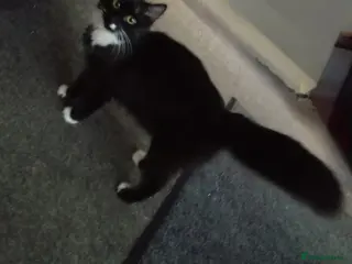 Mixed Breed cats Three Tuxedo kittens - Advert 1