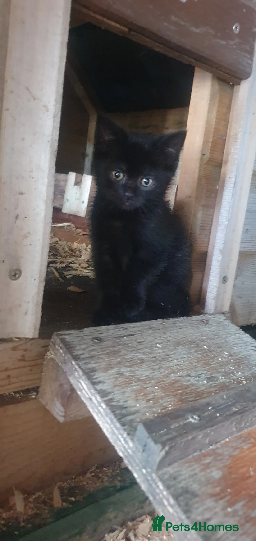 Mixed Breed cats for sale: Lovely kittens - Advert 13