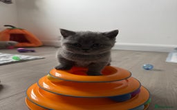 British Shorthair cats for sale: Blue and Lilac British shorthair boys  - Image 9
