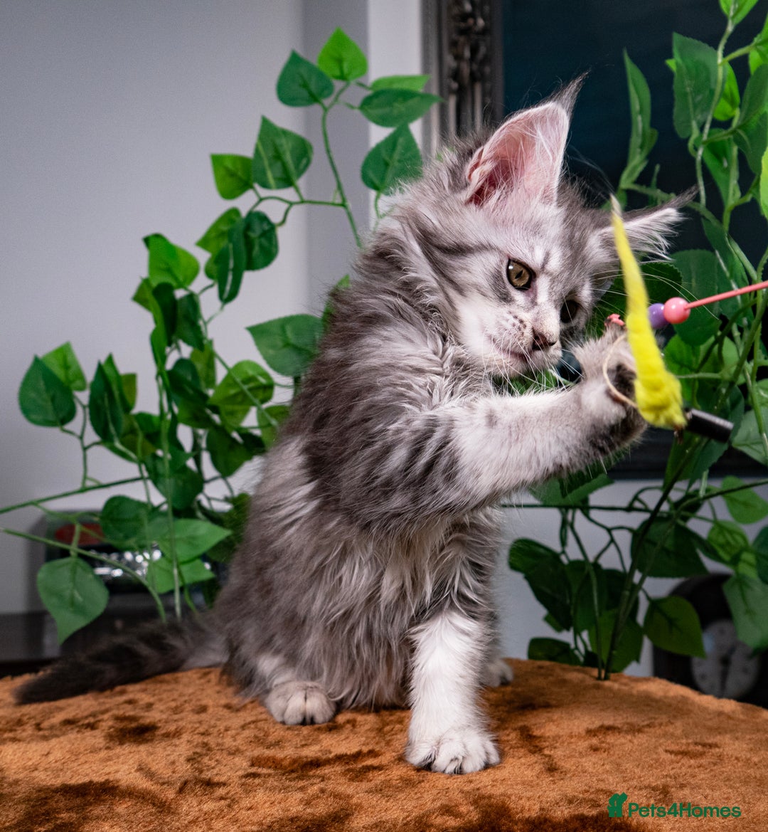 Maine Coon cats for sale: 8 STUNNING PEDIGREE TICA REG MAINE COON KITTENS - Advert 5