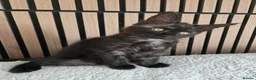 Maine Coon cats for sale: 3 Maine Coon kittens. - Advert 12