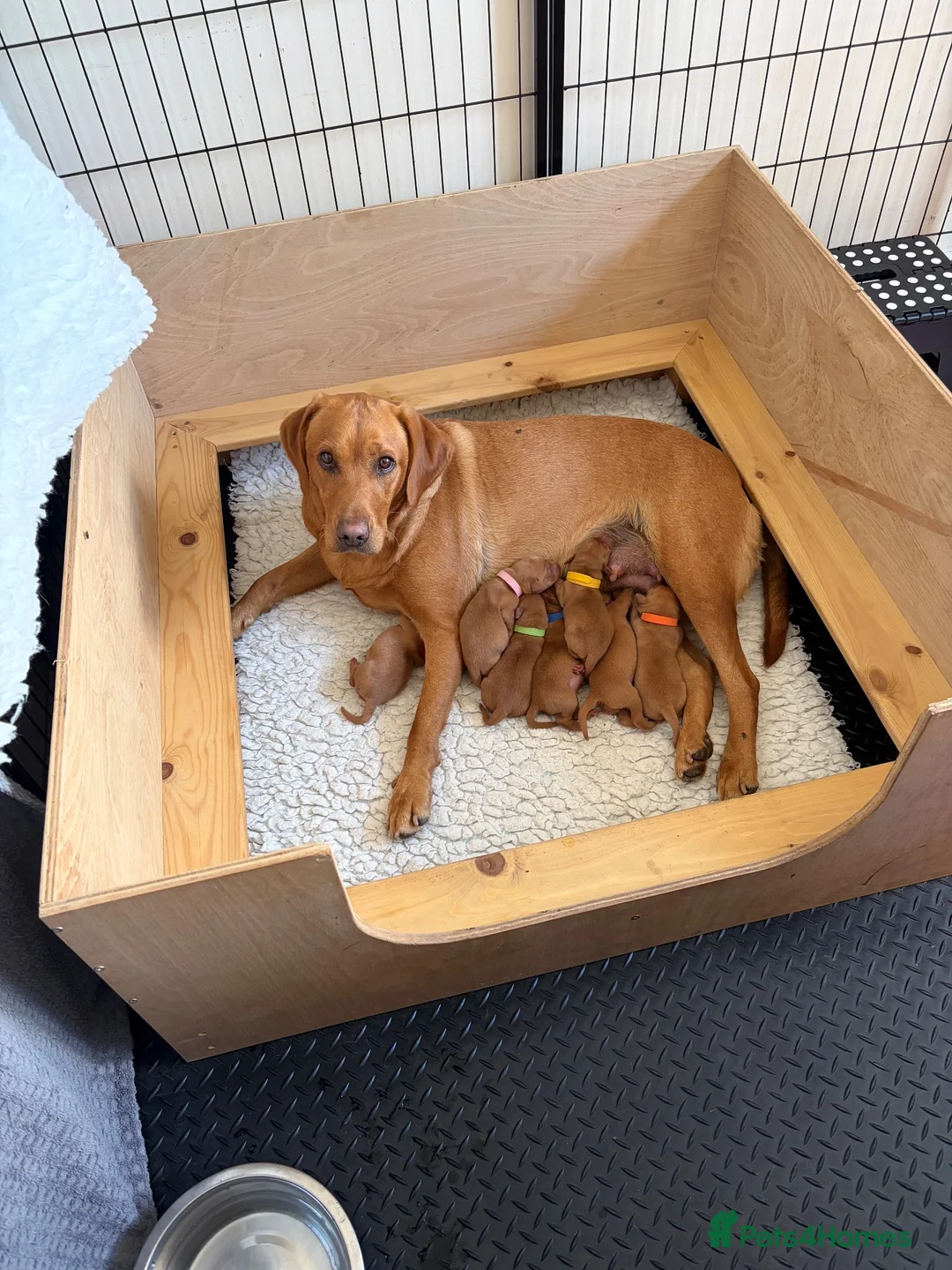 Labrador Retriever dogs for sale: Fox Red Puppies in Crediton - Advert 6