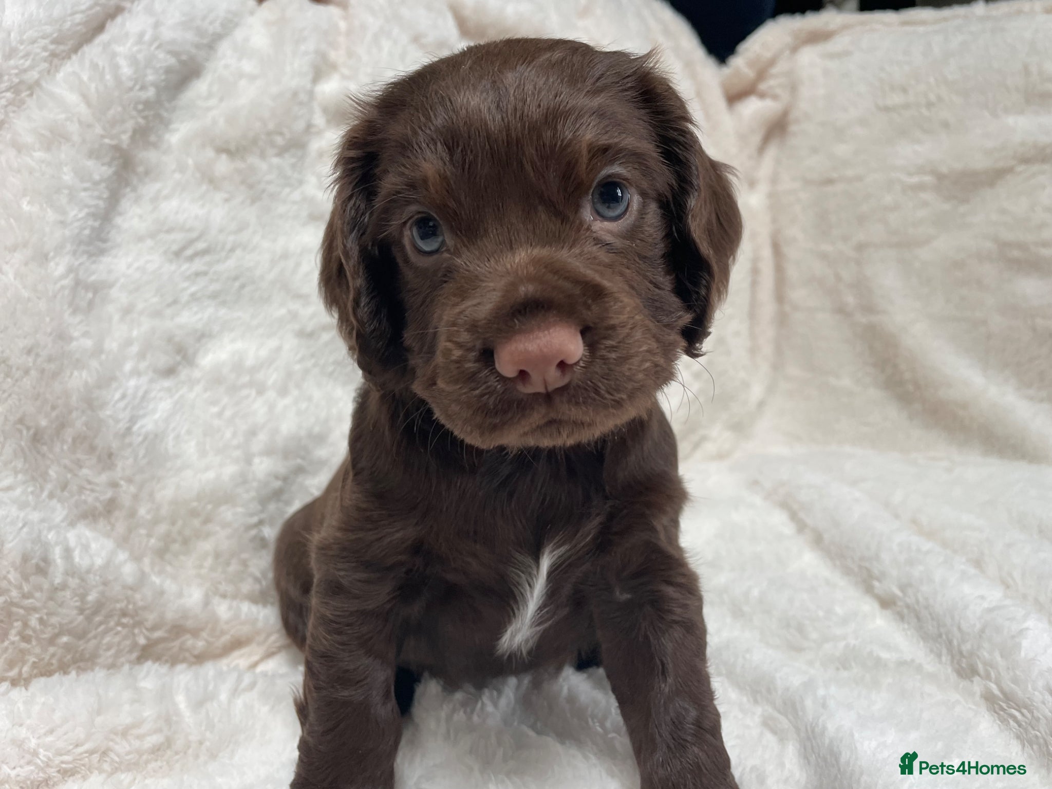 Cocker Spaniel dogs Stunning blue eyed working cocker spaniels KC/HT - Advert 1
