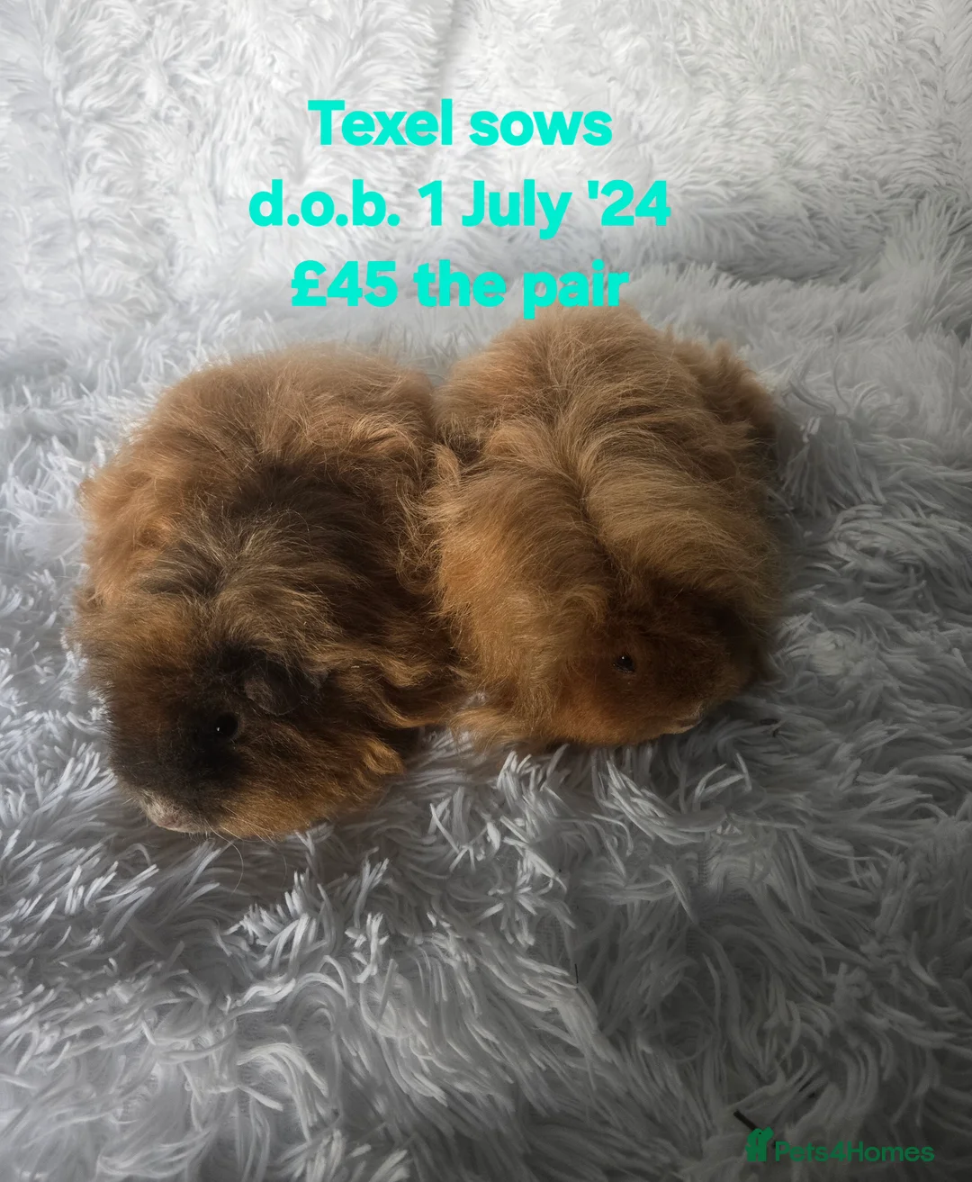 Guinea Pig rodents for sale: Fluffy Guinea Pigs - Advert 3