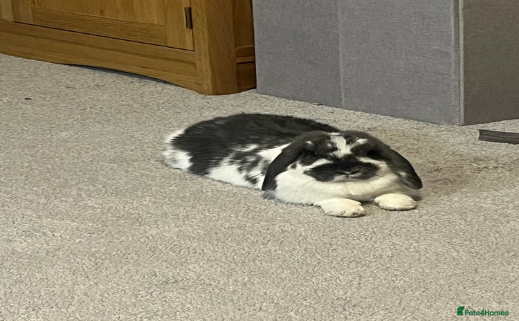 Mini Lop rabbits - Advert 10