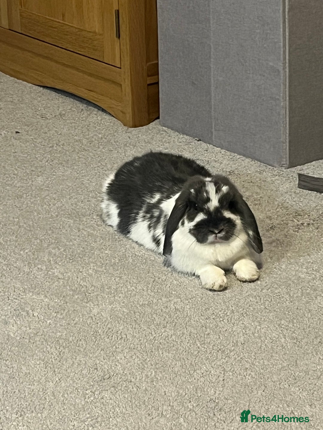 Mini Lop rabbits for sale: Mini lop  - Image 1