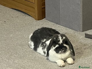 Mini Lop rabbits - Advert 15