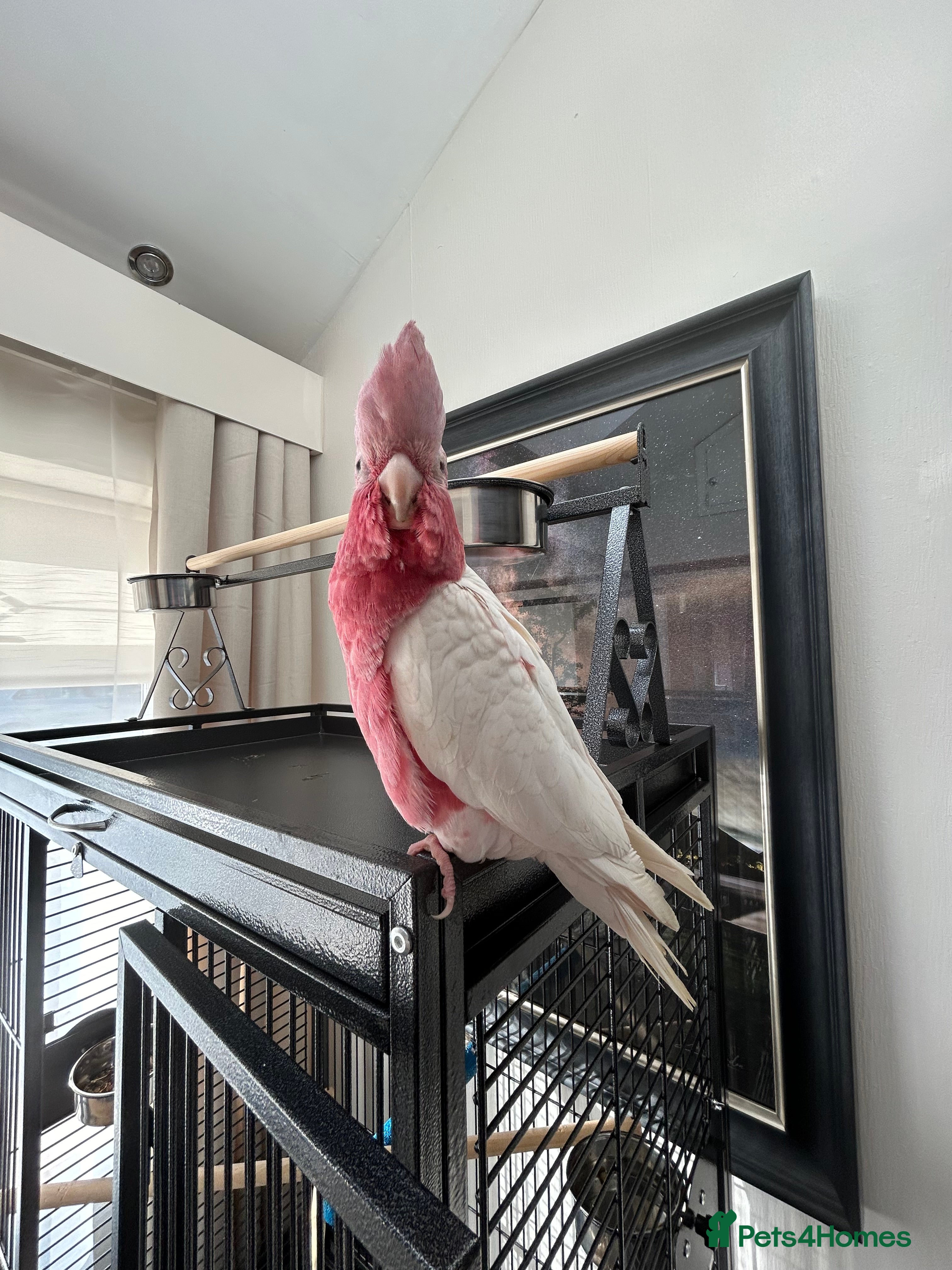 Cockatoo birds Roseate cockatoo  in Hyde - Advert 4