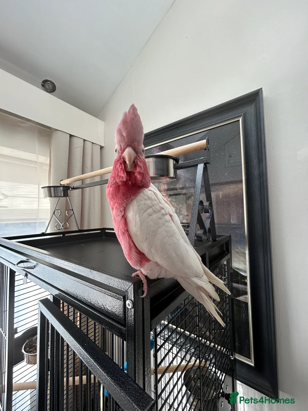 Cockatoo birds for sale: Roseate cockatoo  in Hyde - Advert 1