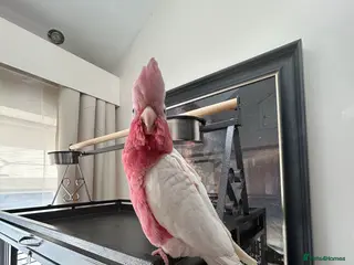 Cockatoo birds Roseate cockatoo in Hyde - Advert 6