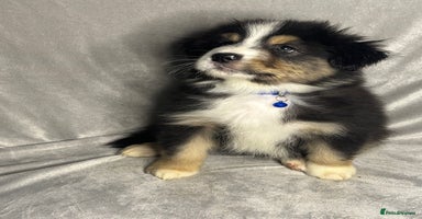 Australian Shepherd dogs KC registered Australian shepherd puppies 4 left - Advert 2