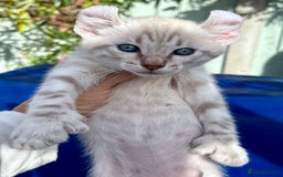 Bengal cats for sale: Gob smacking rare kittens  - Image 22