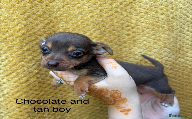 Jack Russell dogs - Advert 1