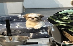 Mixed Breed dogs for sale: Gorgeous Lapso aspo cross Maltese - Image 3
