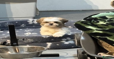 Mixed Breed dogs - Advert 1