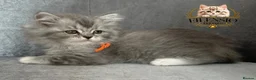 RagaMuffin cats for sale: Authentic Rare RagaMuffins  - Advert 3