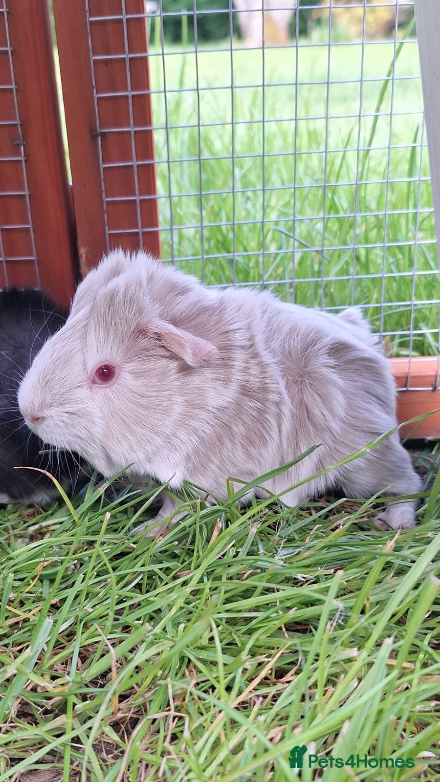 Guinea Pig rodents 1 male baby guinea pig  - Advert 19