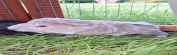 Guinea Pig rodents for sale: 2 male baby guinea pigs  - Advert 2
