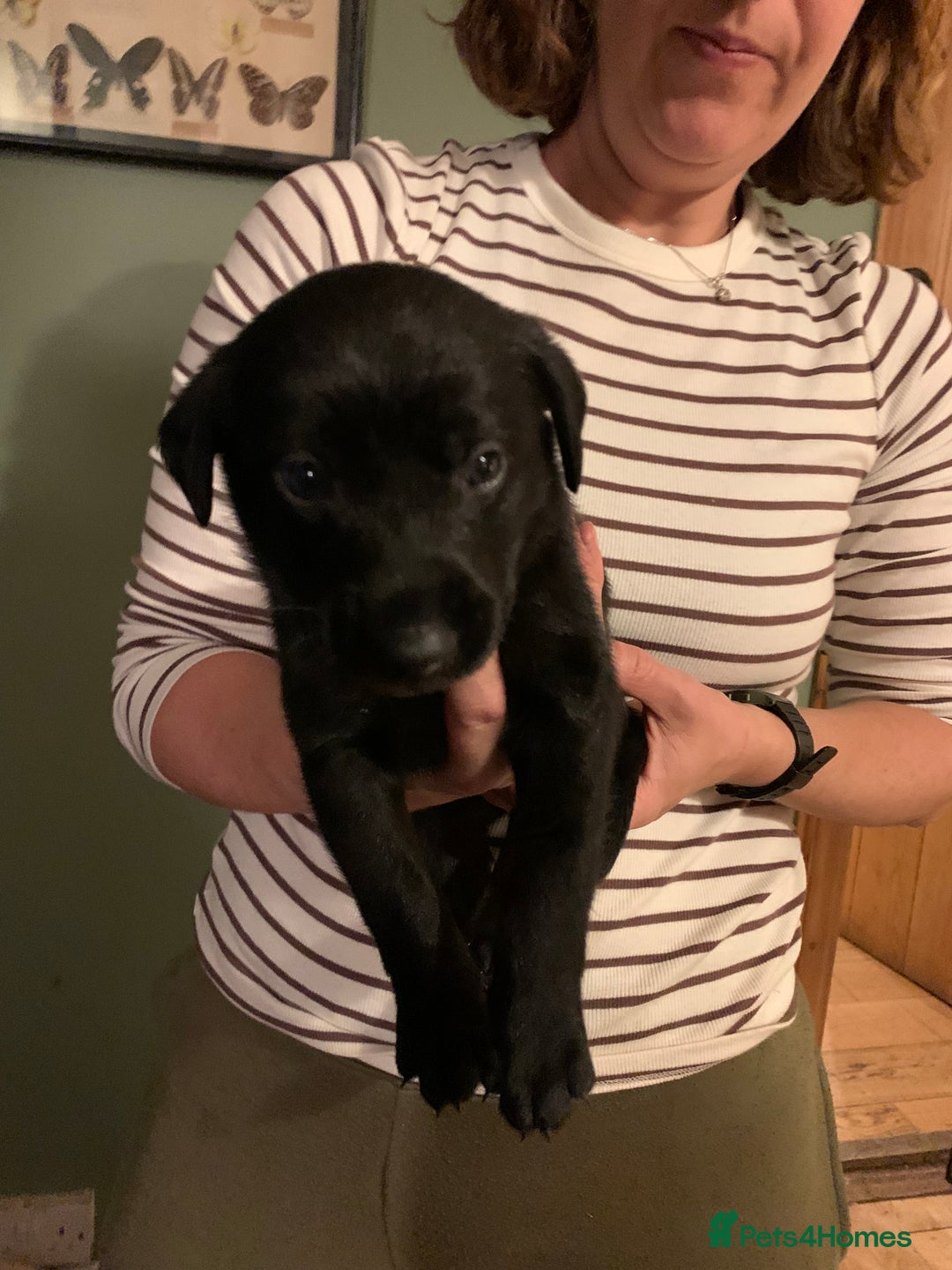 Mixed Breed dogs for sale: Labrador mix - Advert 4