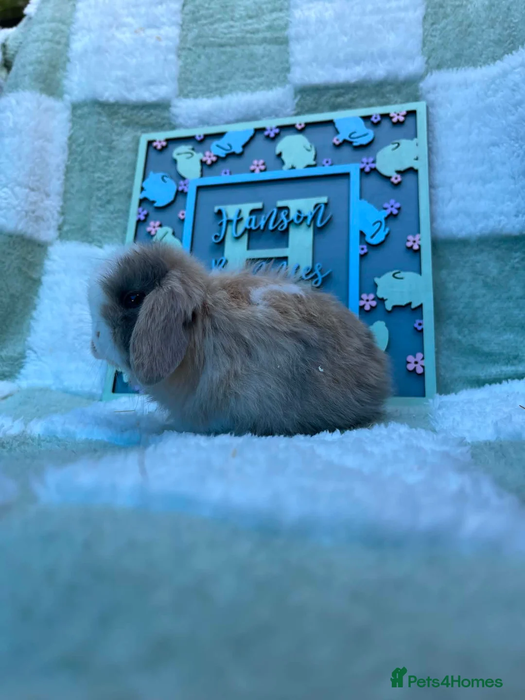 Mini Lop rabbits for sale: Beautiful Mini Lop Litter  - Advert 2