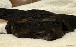 Cavapoo dogs for sale: 2 adorable male Cavapoo Puppies ! 🐾 - Image 11