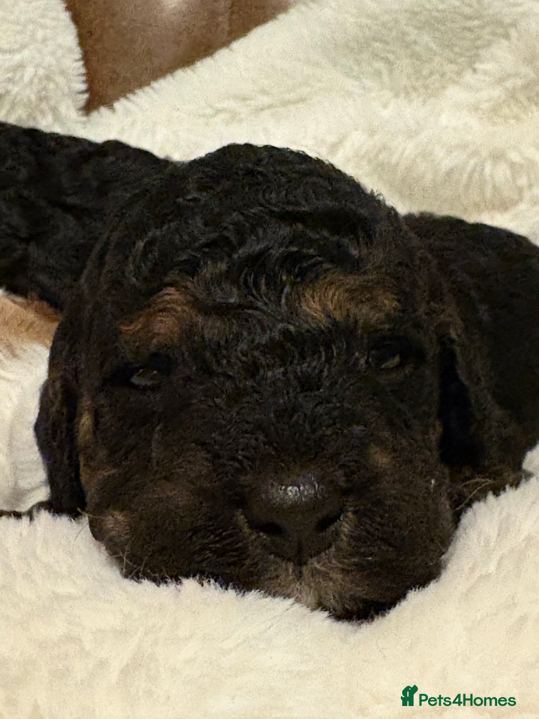 Cavapoo dogs for sale: 2 adorable male Cavapoo Puppies ! 🐾 - Image 11