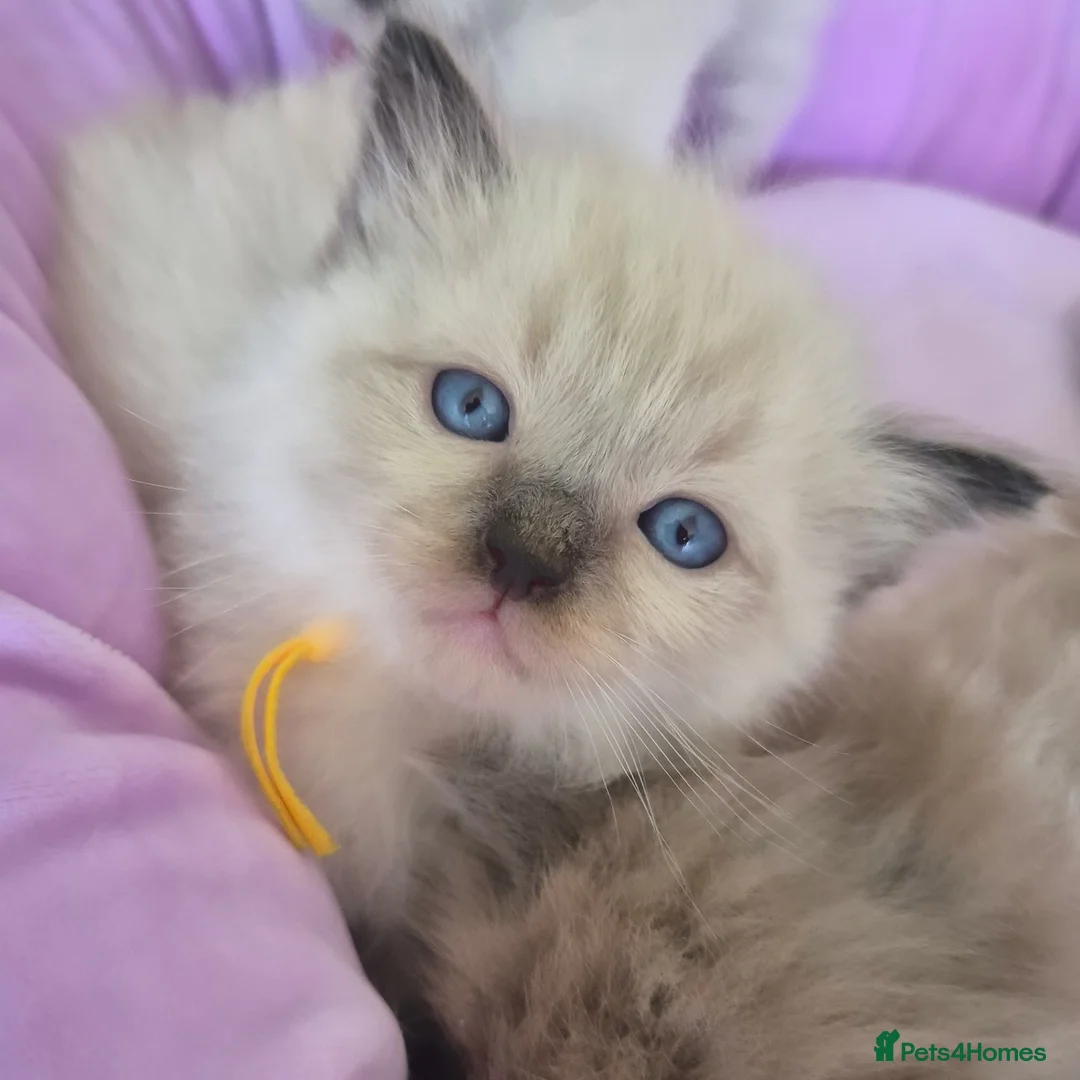 Ragdoll cats for stud: Ragdoll Seal Sepia Stud Genetically Tested 🐾 in London - Advert 26