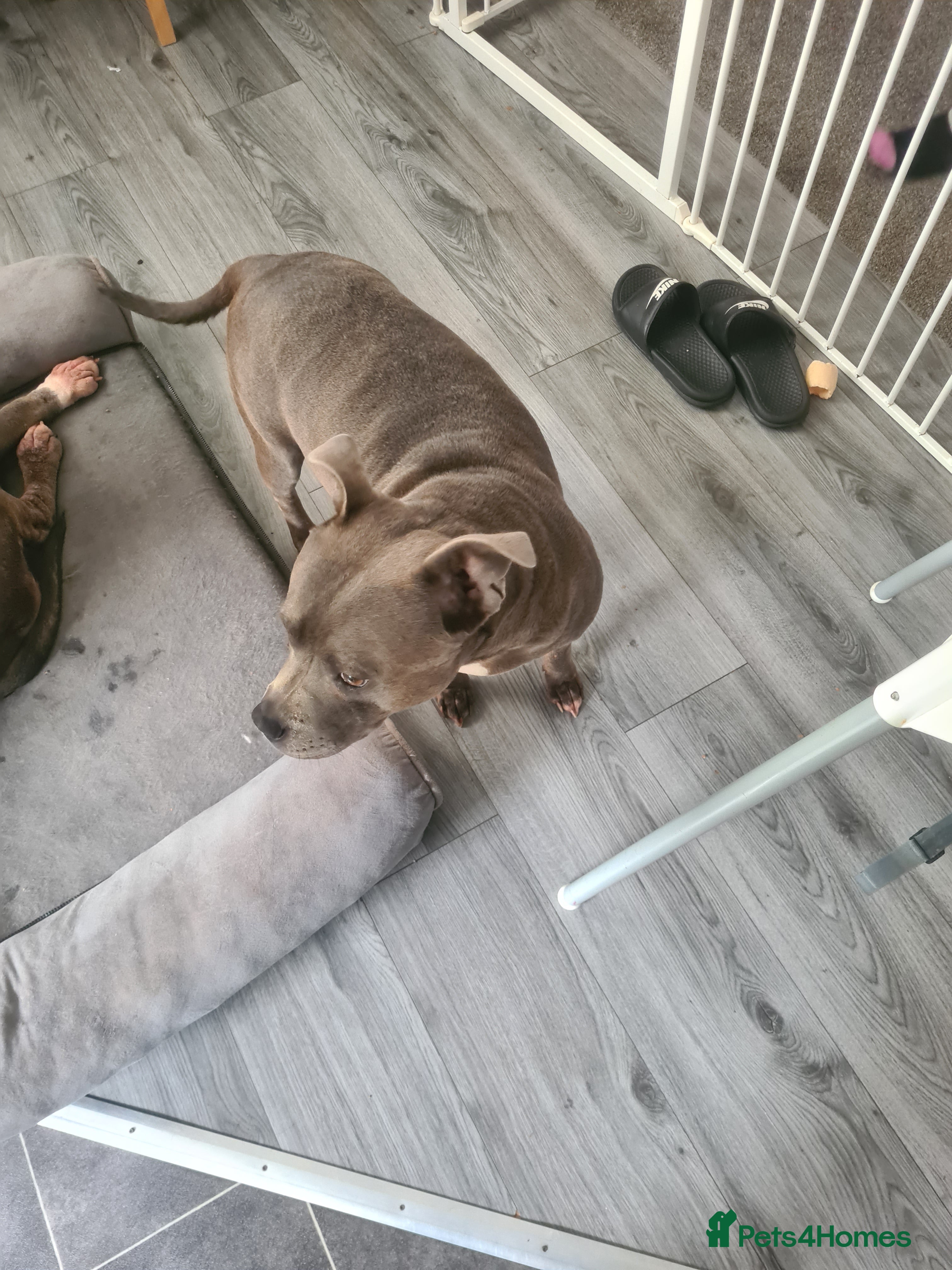 Staffordshire Bull Terrier dogs Beautiful staff female puppy - Advert 1