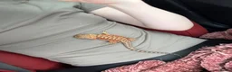 Bearded Dragon reptiles for sale: 8 week oldbearded dragon with full set up - Advert 3