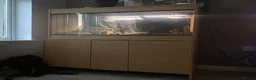Bearded Dragon reptiles for sale: Bearded dragon free with the vivarium all included in Aberdeen - Advert 10