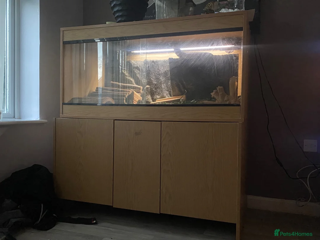 Bearded Dragon reptiles for sale: Bearded dragon free with the vivarium all included in Aberdeen - Advert 10