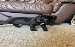 Mixed Breed dogs for sale: Four cane Corso and staff bullterrier mix.  - Image 19