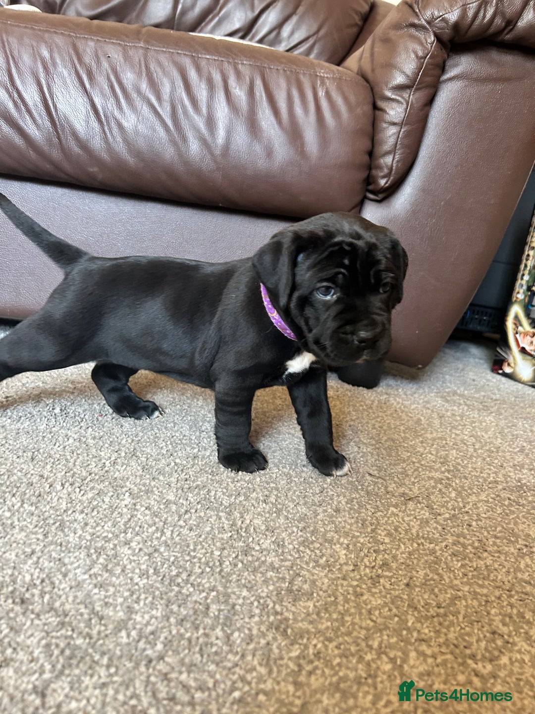 Mixed Breed dogs for sale: Four cane Corso and staff bullterrier mix.  - Image 19