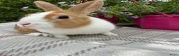 Dutch rabbits for sale: Baby Dutch Rabbits - Advert 5