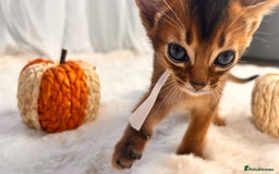 Abyssinian cats for sale: TICA champion line Abyssinian kittens  - Image 24