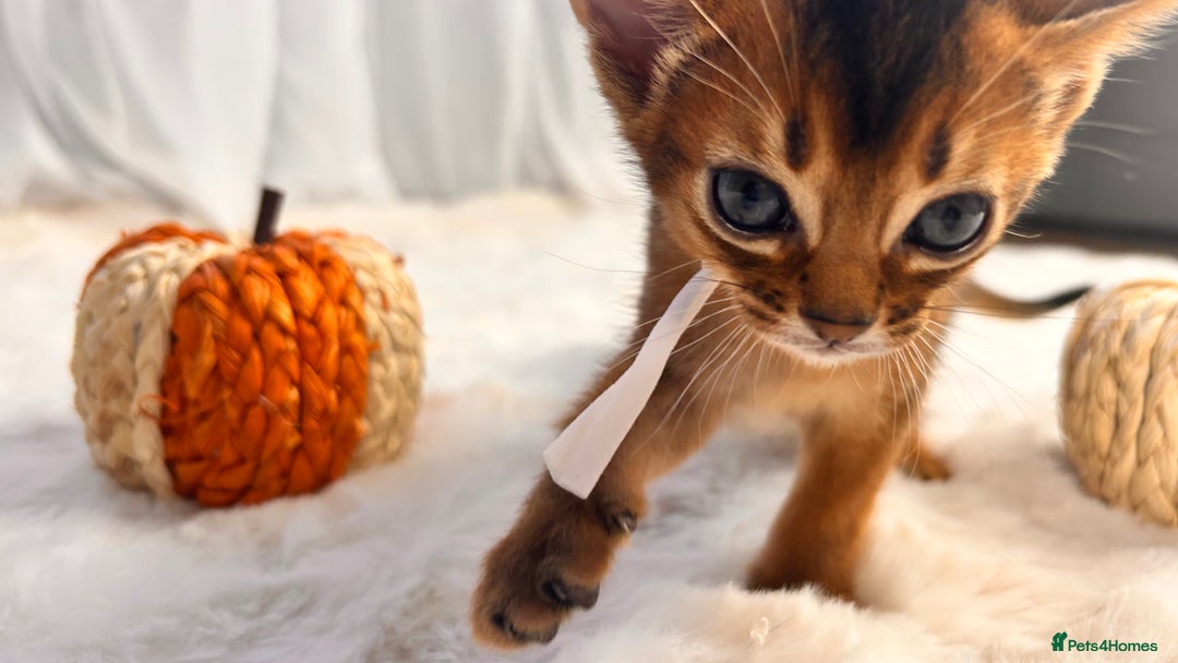 Abyssinian cats for sale: TICA champion line Abyssinian kittens  - Image 24
