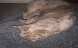 French Bulldog dogs for sale: Merle Frenchie - Image 3