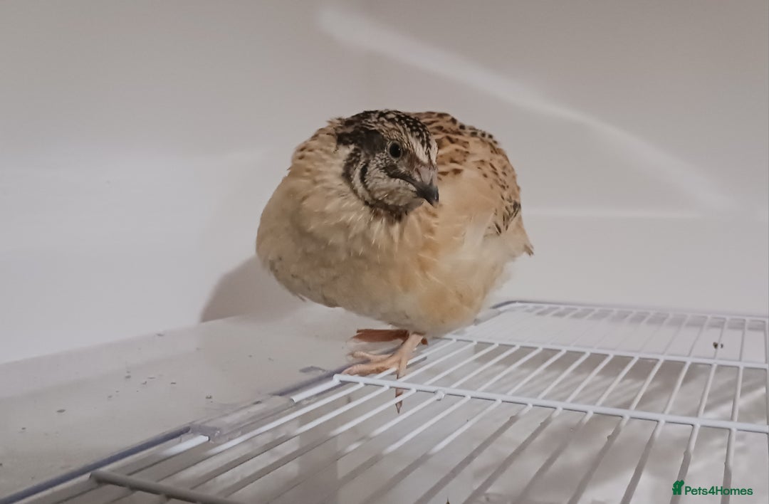Quail poultry for sale: Manchurian/Italian Coturnix Quail Rooster - Image 3