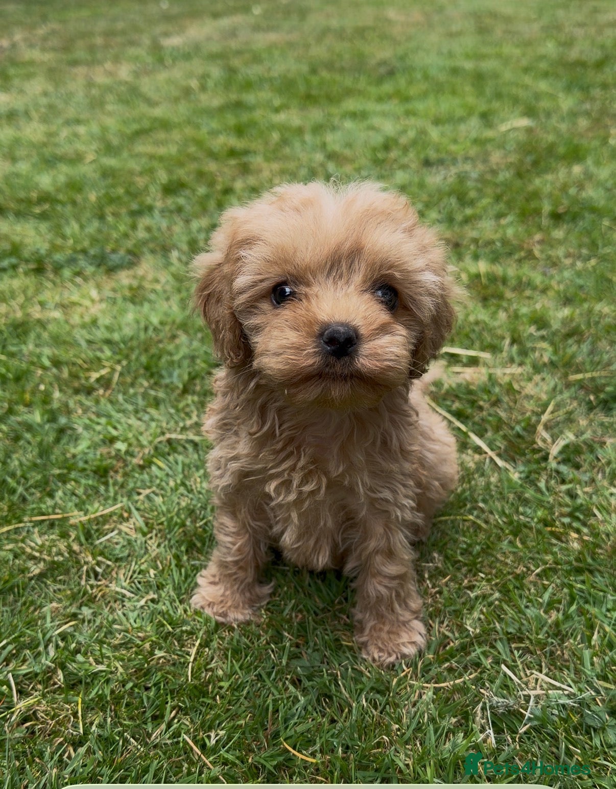 Cavapoo dogs The most beautiful Cavapoos - Advert 18