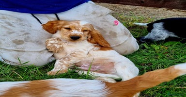 Cocker Spaniel dogs - Advert 7