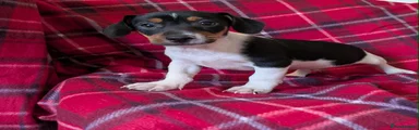 Jack Russell 5
