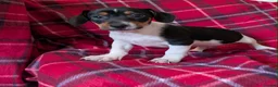 Jack Russell dogs for sale: JACK RUSSELL PUPPIES  - Advert 10
