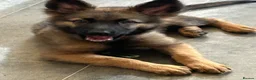 German Shepherd dogs for sale: Beautiful German shepherd cross Belgium shepherd  - Advert 13
