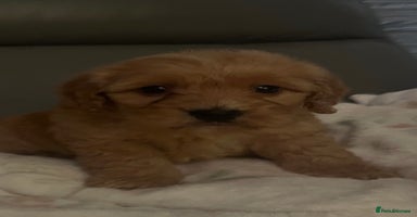 Cockapoo dogs - Advert 15