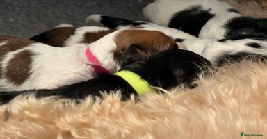 Cavapoo dogs - Advert 8